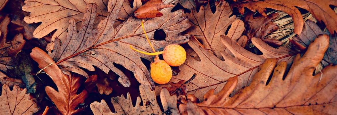 Collecte des feuilles mortes